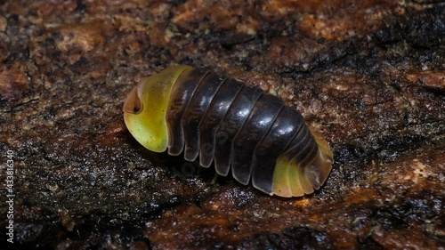 Isopod - Cubaris Rubber ducky, On the bark in the deep forest, macro shot isopods.