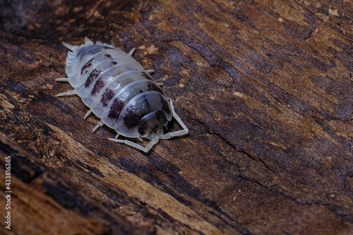 Isopod - Dairy Cow  On the bark in the deep forest  macro shot isopods.