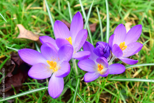 Top viewed of purple crocus flowers with green grasses blurred background.