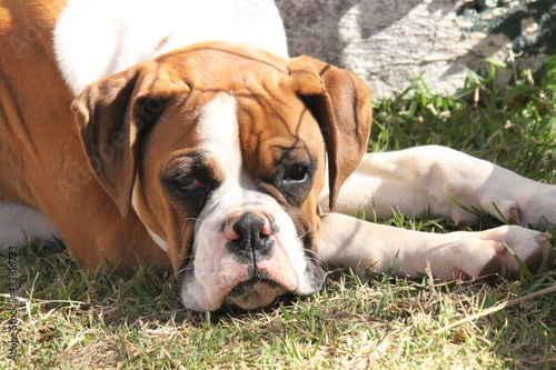 boxer