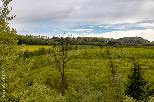 grüner Wald mit herausstehenden trockenen Bäumen vor blauem Himmel