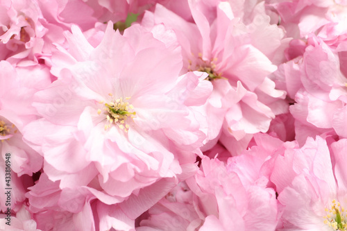 Beautiful pink sakura tree blossoms as background  closeup