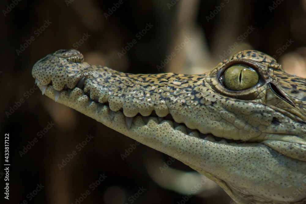 Obraz premium Caiman