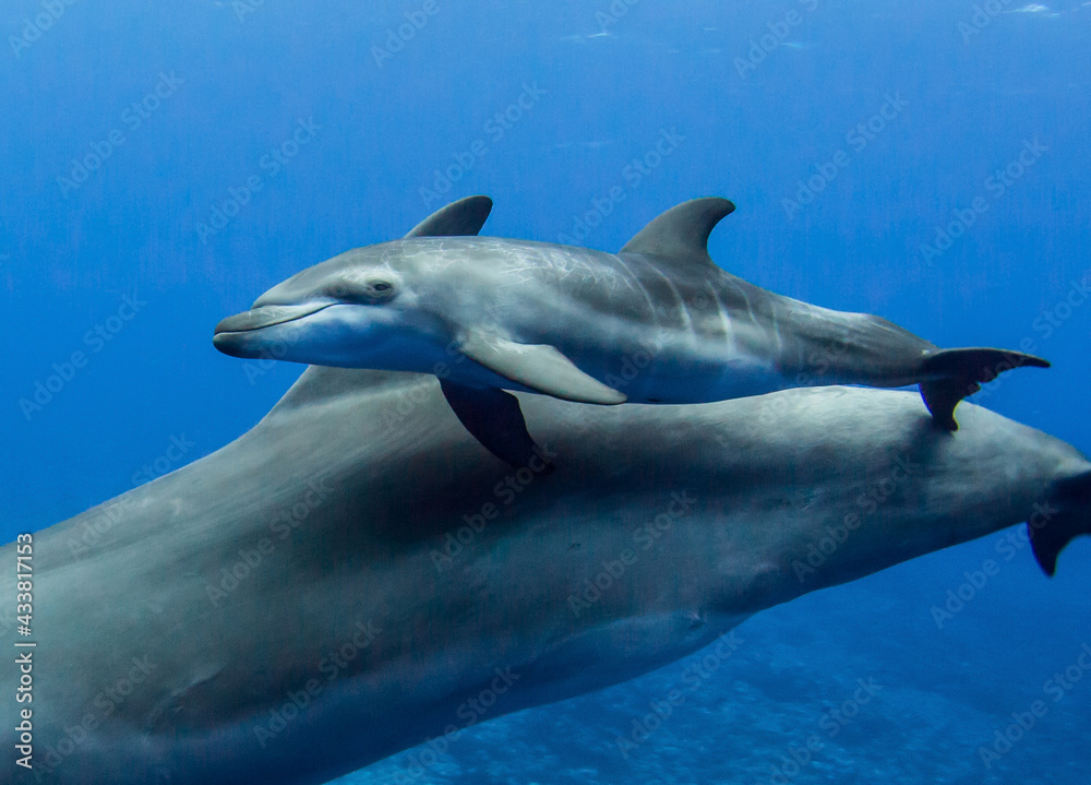 Obraz premium Baby dolphin