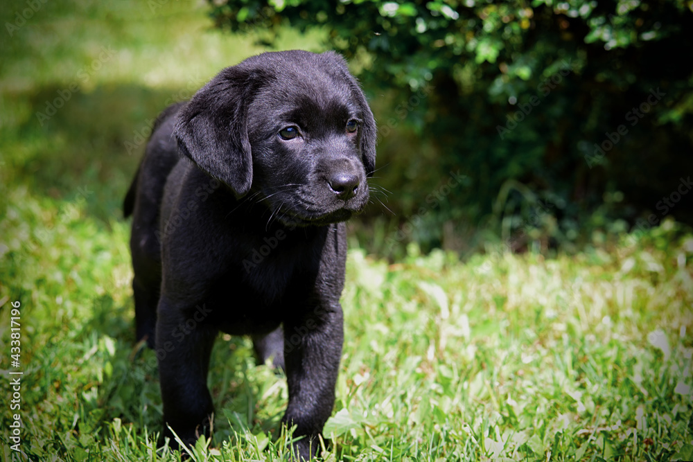 Black labrador retriever puppy in the garden Black labrador retriever puppy in the garden