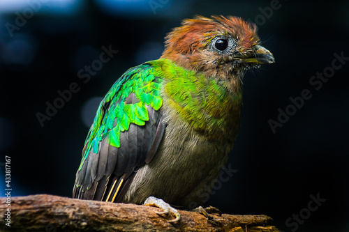Quetzal (hembra) photo