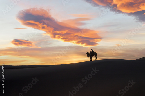 Camel going through the sand dunes on sunrise  Gobi desert Mongolia