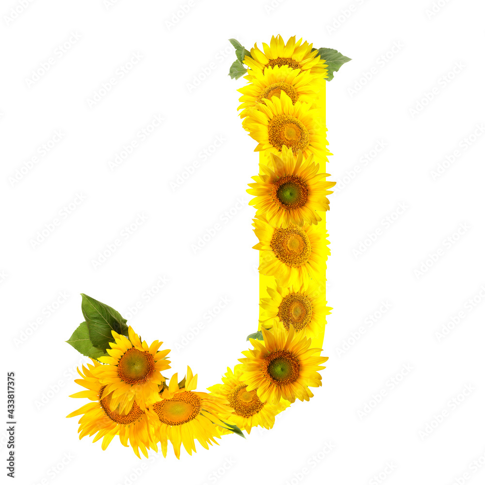 Letter J made of beautiful sunflowers on white background