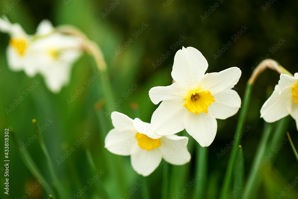 Beautiful narcissus flowers in garden, closeup Beautiful narcissus flowers in garden, closeup