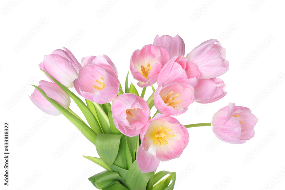 Beautiful tulip flowers on white background