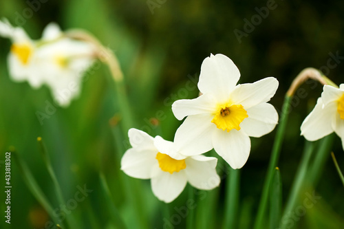 Beautiful narcissus flowers in garden  closeup