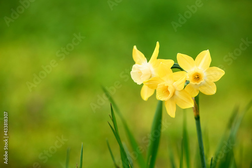Beautiful narcissus flowers in garden, closeup