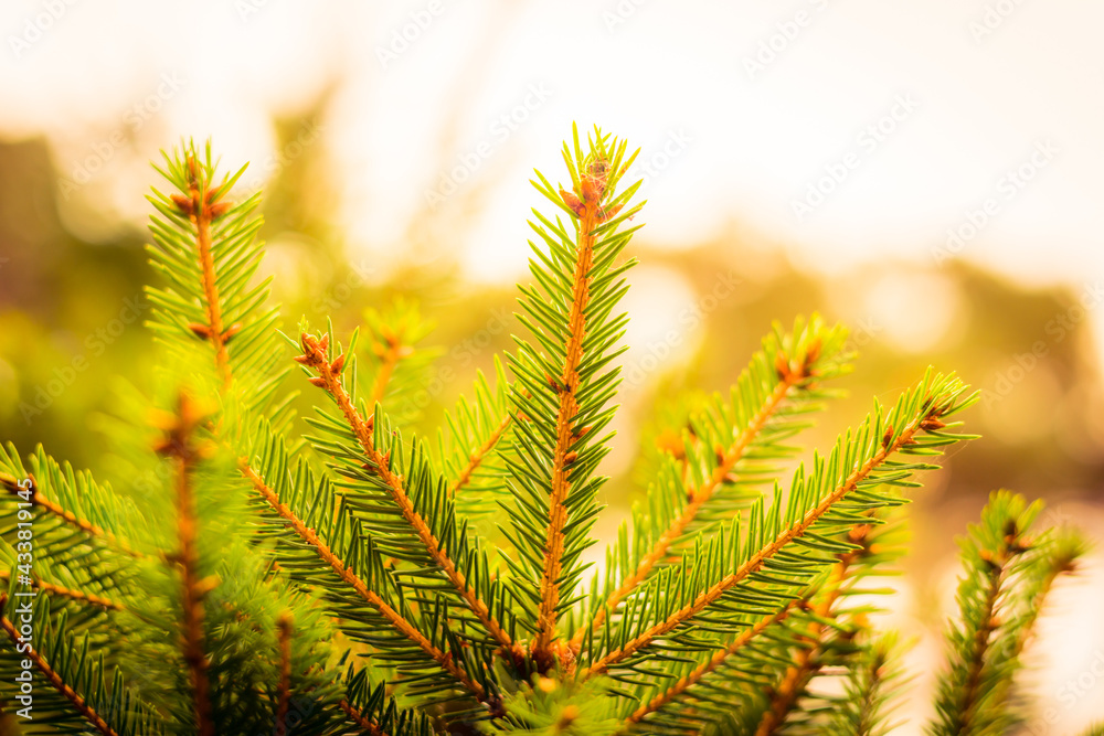 Branches of a young spruce. Close up view Branches of a young spruce. Close up view