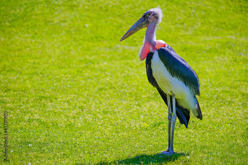 Marabou Stork