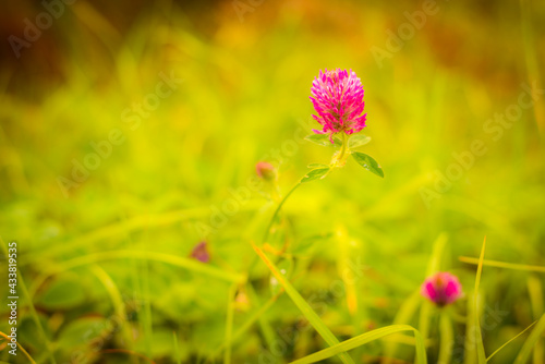 Red clover in the grass. Close up view from ground level