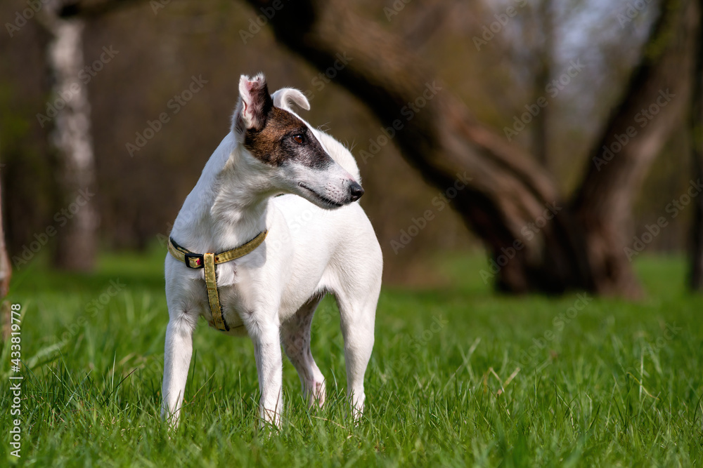 Dog breed smooth fox terrier against green of Park in summer or in the spring.