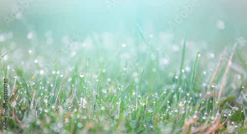Dew drops glow and sparkle in sun in morning fresh wet green grass in nature. Soft selective focus