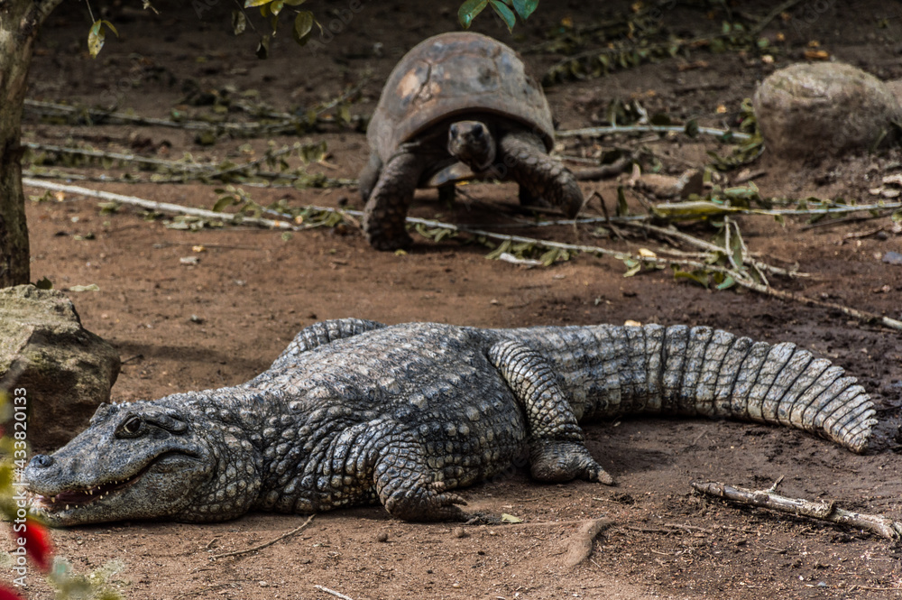 Obraz premium Jacaré e Tartaruga