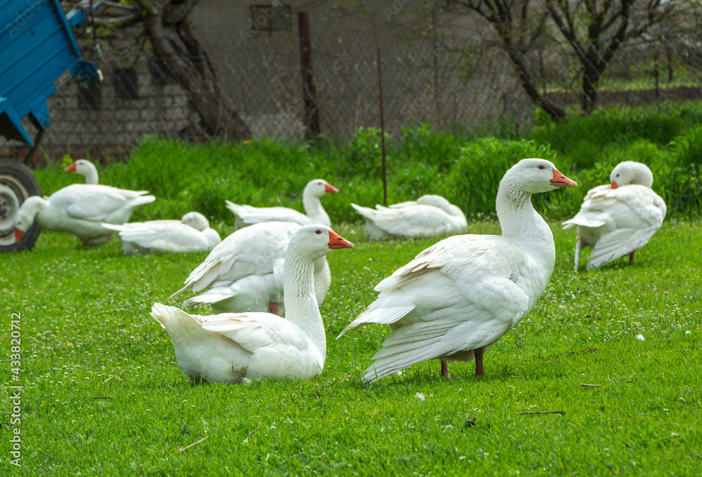 White geese walking on the meadow with green grass at farm. Domestic birds. White geese walking on the meadow with green grass at farm. Domestic birds.