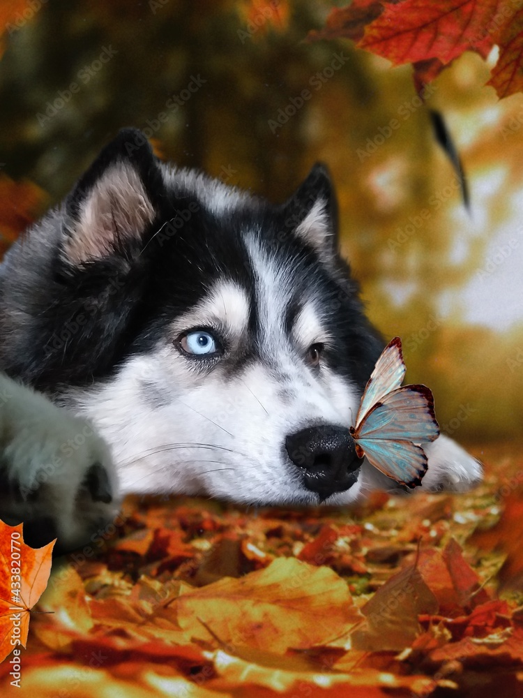 Perro siberiano en otoño con hojas secas