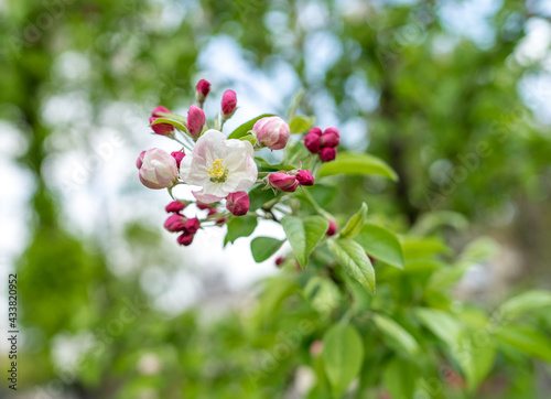 Apple blossom in spring on a tree, white and pink flowers blooming on an apple tree, close up of a flower, blurred background