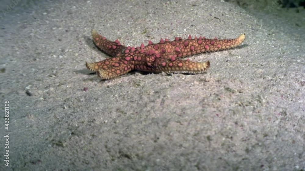 A starfish crawls on the sandy seabed of the Red Sea in search of food. Underwater diving. Underwater life of the seas and oceans. A starfish crawls on the sandy seabed of the Red Sea in search of food. Underwater diving. Underwater life of the seas and oceans.