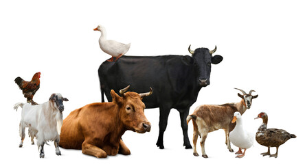 Group of different farm animals on white background