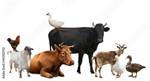 Fotografia Group of different farm animals on white background