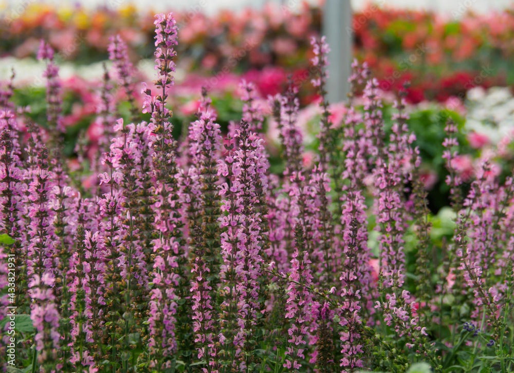 Pink Salvia in field. Lovely flowers with upright long stems, in bloom, magnet for butterflies, hummingbirds and bees. Pink Salvia in field. Lovely flowers with upright long stems, in bloom, magnet for butterflies, hummingbirds and bees.