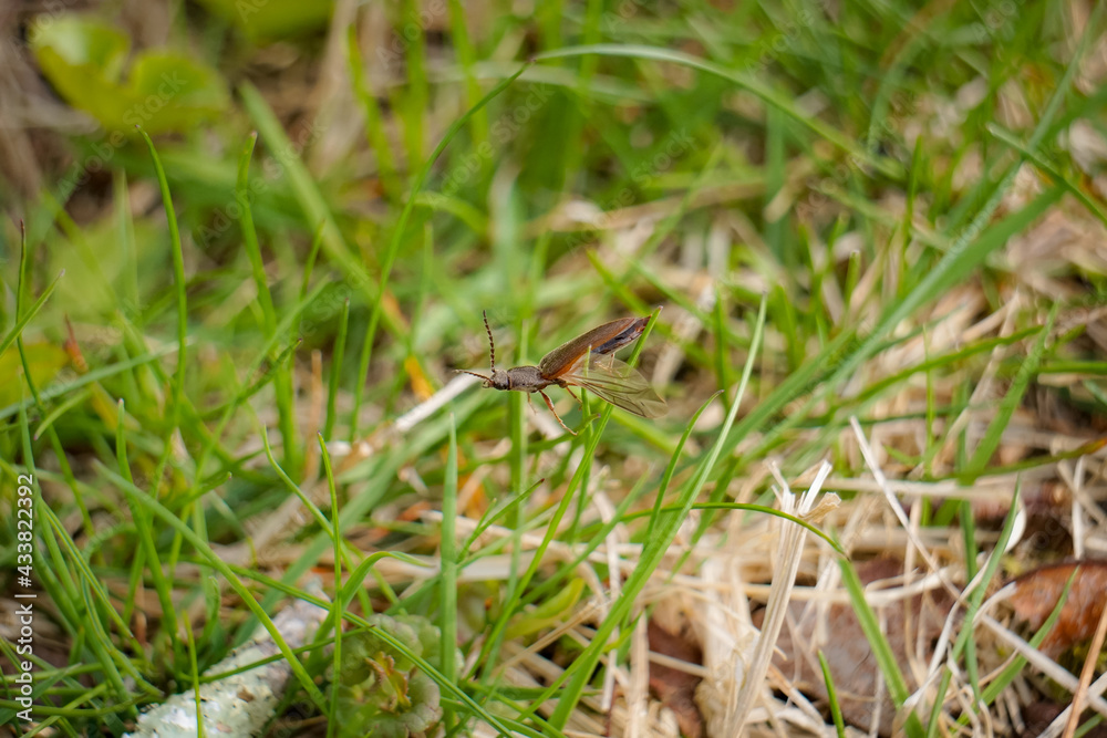 Beetle in Flight Beetle in Flight