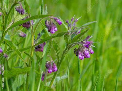 common comfrey (symphytum officinale) blooming