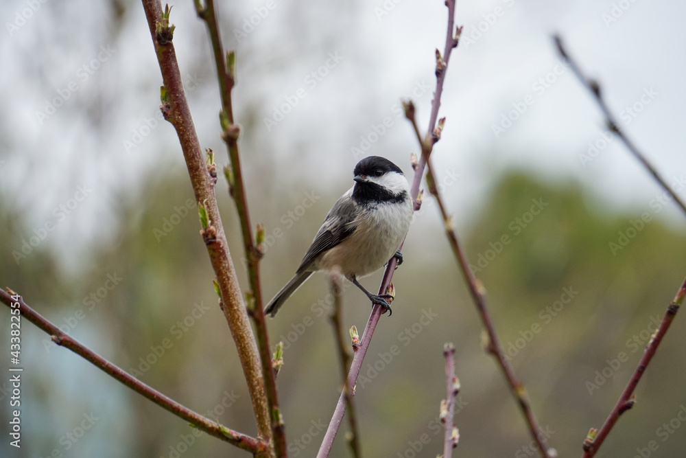 Chickadee Bird on Branch in Maine Springtime Chickadee Bird on Branch in Maine Springtime