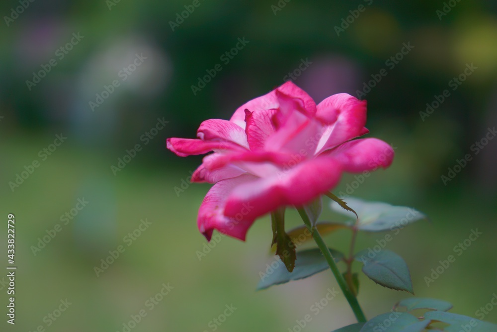 Fototapeta premium Rose nature in the garden and with bokeh as background 