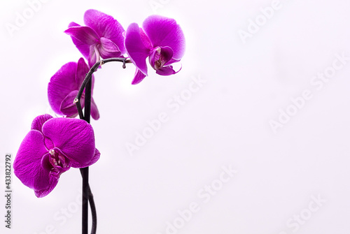 Obraz na plátně Purple orchid macro. Grey background