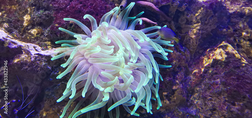 Fotografia sea ​​animal anemone with all its colors