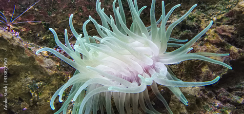 Valokuva sea ​​animal anemone with all its colors