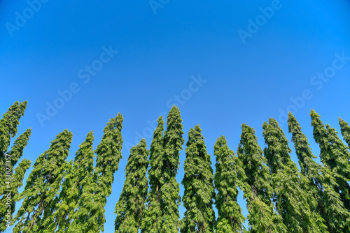 Green wall plant Polyalthia longifolia tree on blue sky background photo