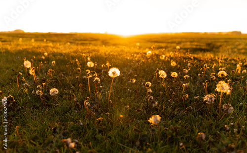 warm golden evening light at sunset over an idyliic dandelion field photo