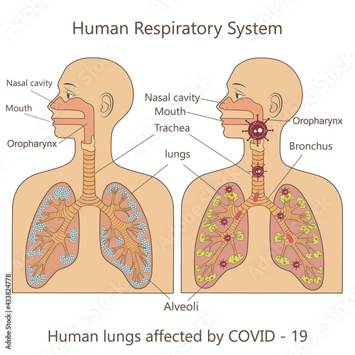 vector graphic illustration of human respiratory system
