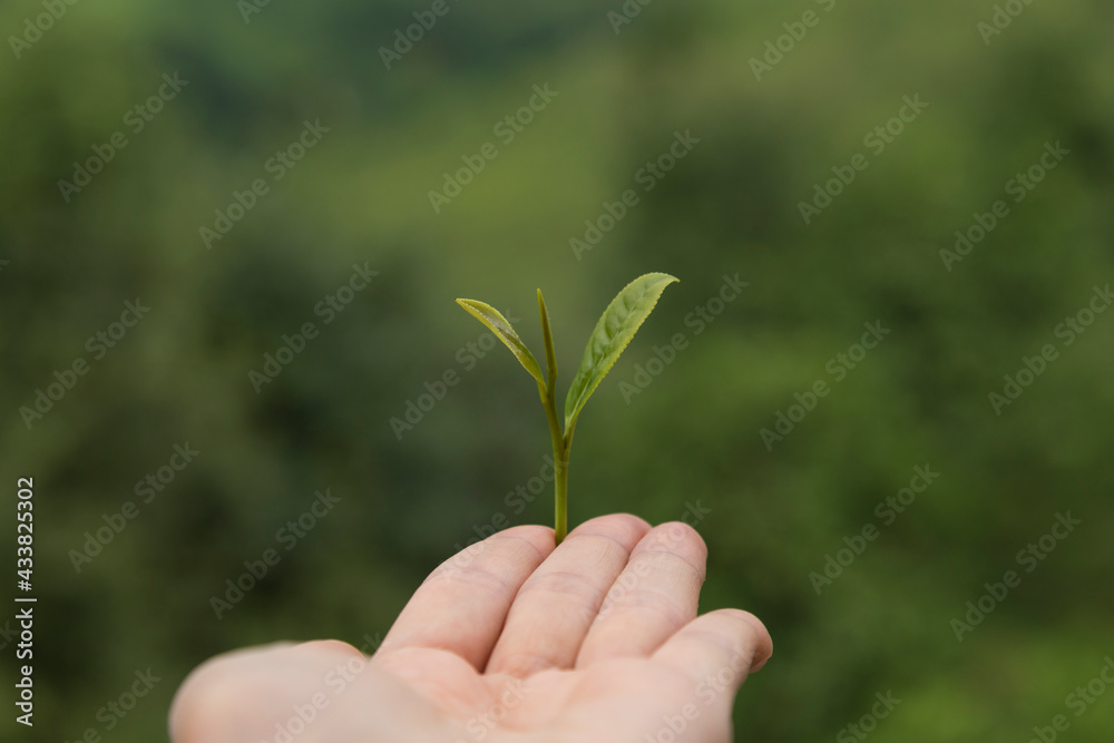 The girl hold the green fresh tea sprouts or leaf in the hand at the beautiful tea field from Rize. The girl hold the green fresh tea sprouts or leaf in the hand at the beautiful tea field from Rize.