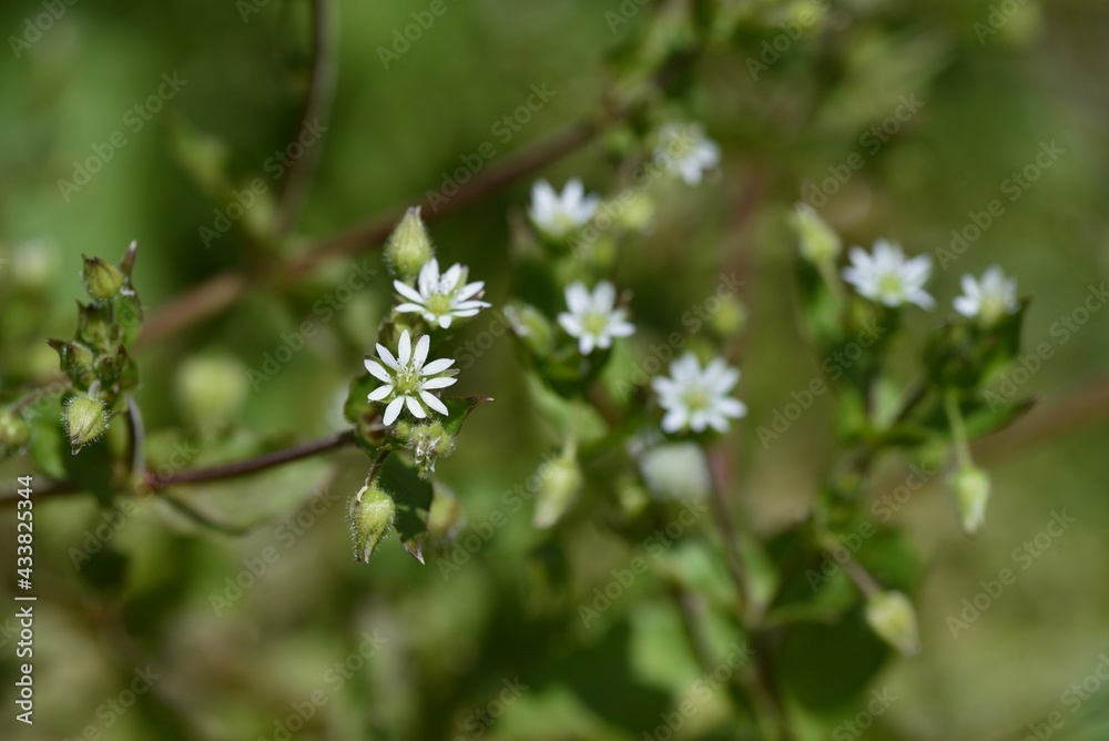 Stellaria aquatica flowers. Caryophyllaceae biennial grass. Stellaria aquatica flowers. Caryophyllaceae biennial grass.