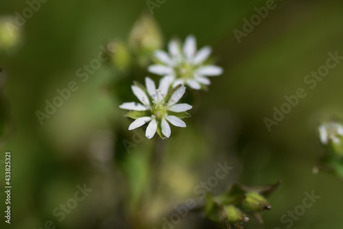 Stellaria aquatica flowers. Caryophyllaceae biennial grass.
