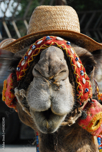 Close-up of a camel's head in a straw hat, adorned with exotic details for an oriental holiday. Portrait in full-face.