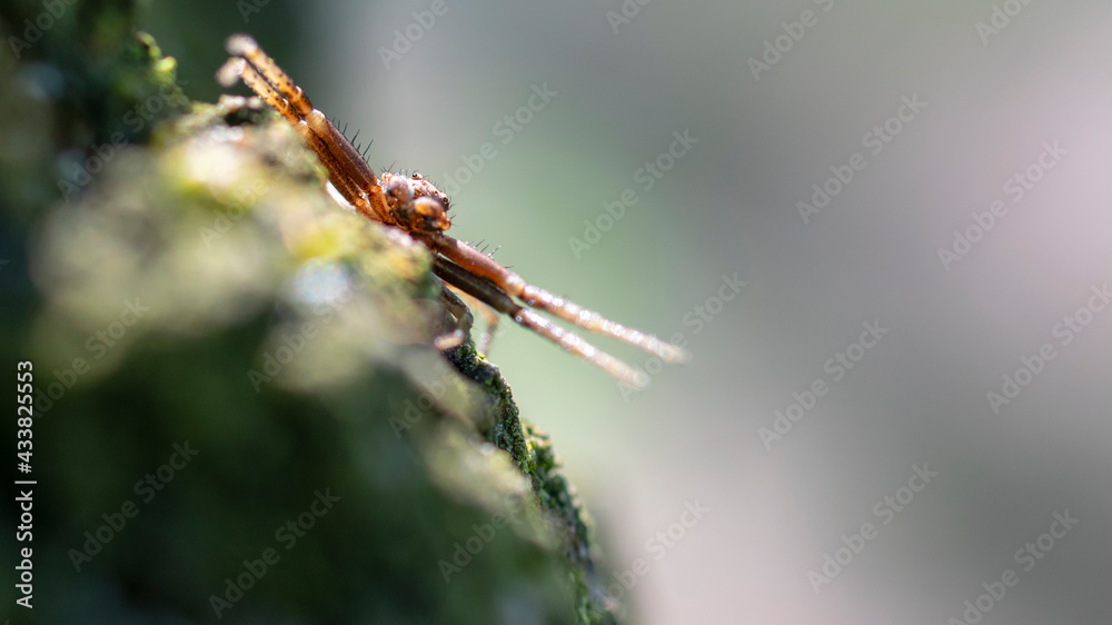 Sidewalk spider close-up. Macro photography. Blurred background Sidewalk spider close-up. Macro photography. Blurred background