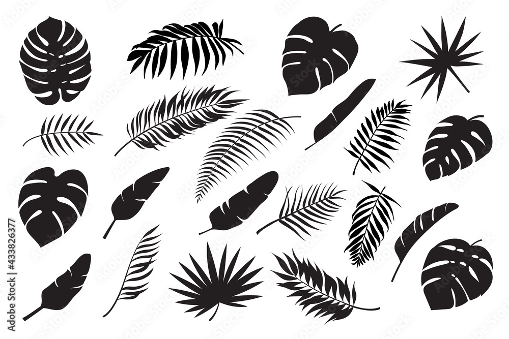 Palm leaves silhouettes. Tropical leaf monstera, banana and coconut. Jungle foliage, exotic rainforest palm tree floral decoration vector set. Paradise branches and leafage for summertime Palm leaves silhouettes. Tropical leaf monstera, banana and coconut. Jungle foliage, exotic rainforest palm tree floral decoration vector set. Paradise branches and leafage for summertime