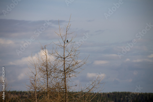 rural landscape in early spring a bird sits on the branches of a leafless tree against a sky with clouds  a place for an inscription