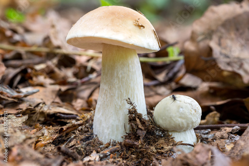 two Boletus edulis mushrooms, one large and the other small, grow in the forest amidst the dried leaves