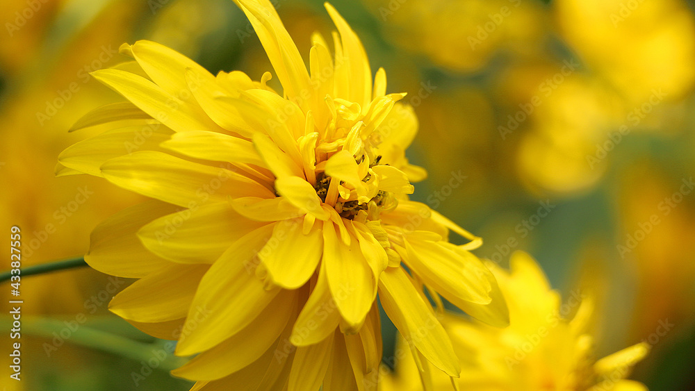 yellow flower closeup yellow flower closeup