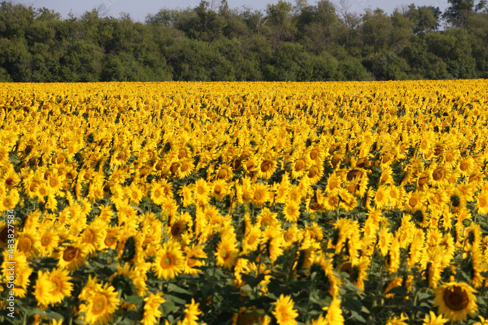 Obraz premium field of sunflowers