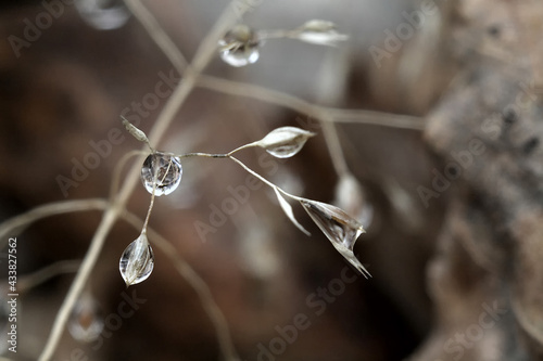 Fotografie drops of dew on a plant